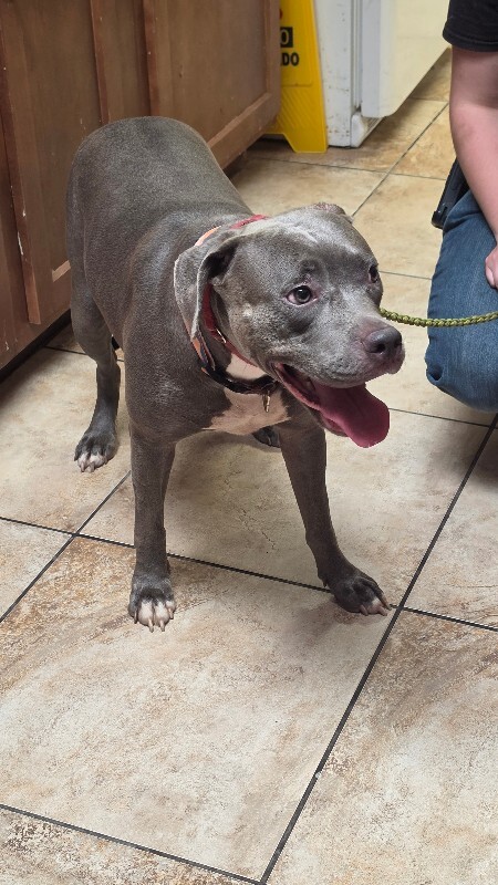 Help Rehome This Dog Penelope