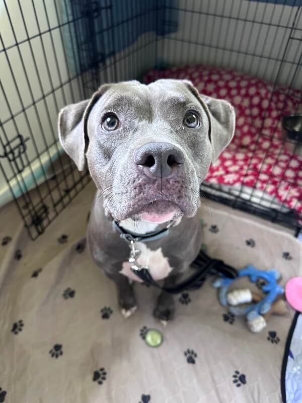 Penelope - Dog