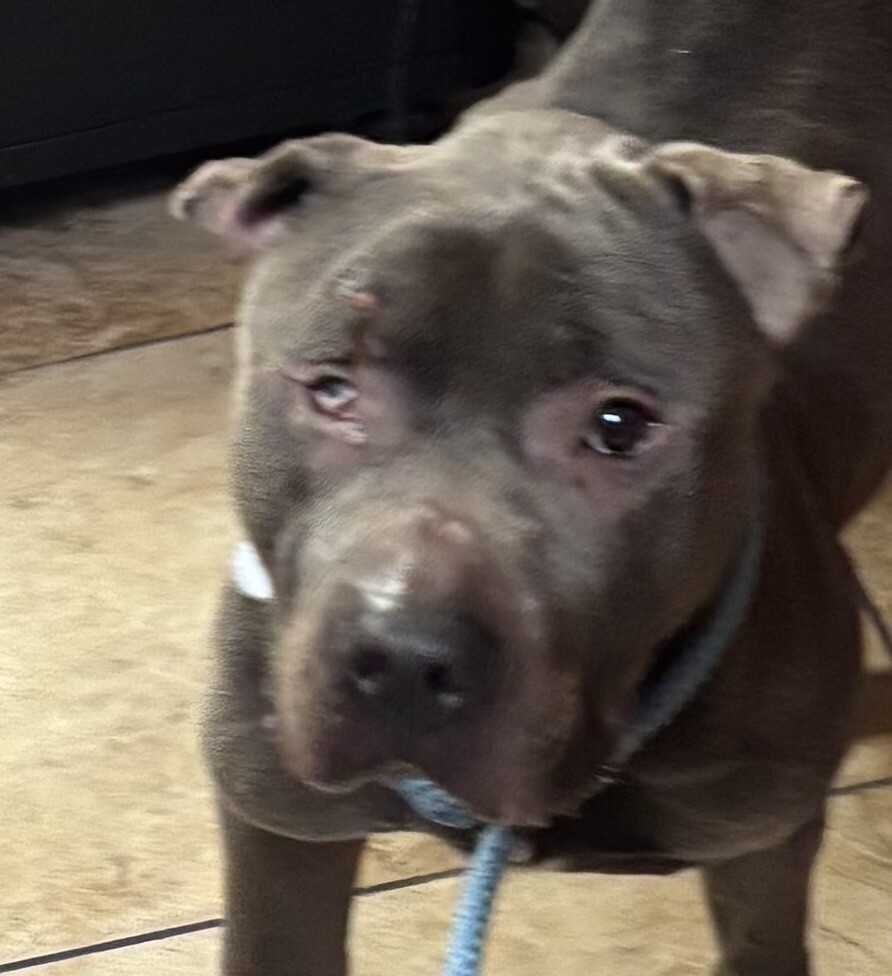 Help Rehome This Dog Mr. T