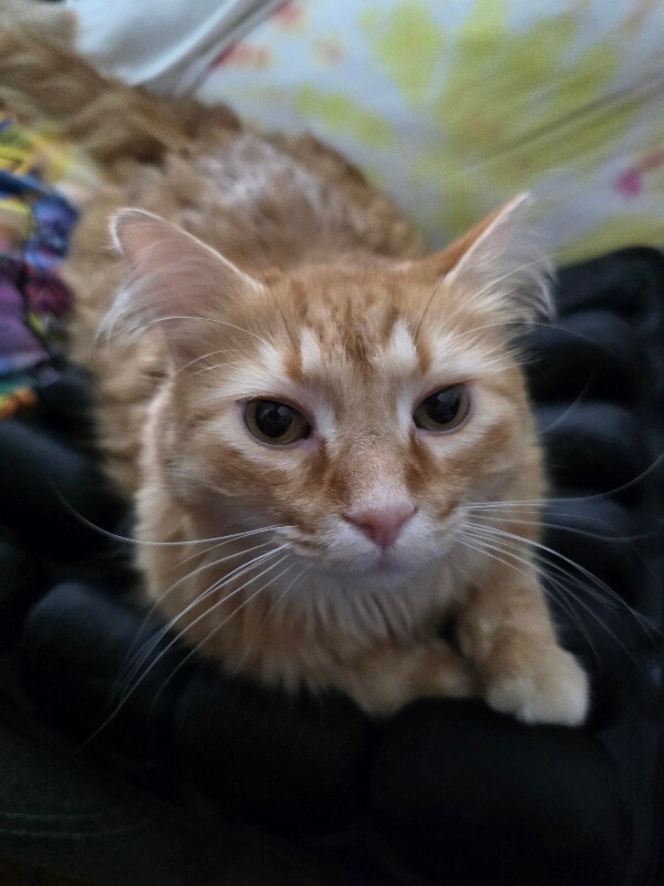 Help Rehome This Cat Professor Mango S Meowenhausen
