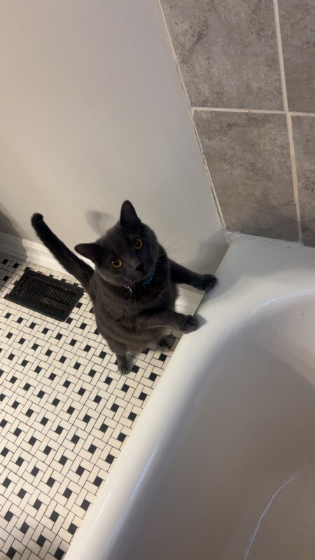 Help Rehome This Cat Elly