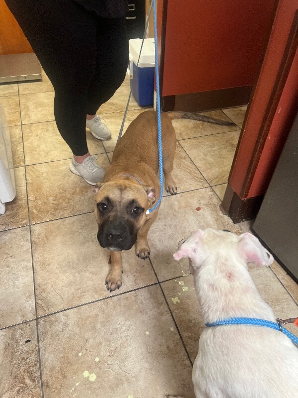 Help Rehome This Dog Justin Bieber