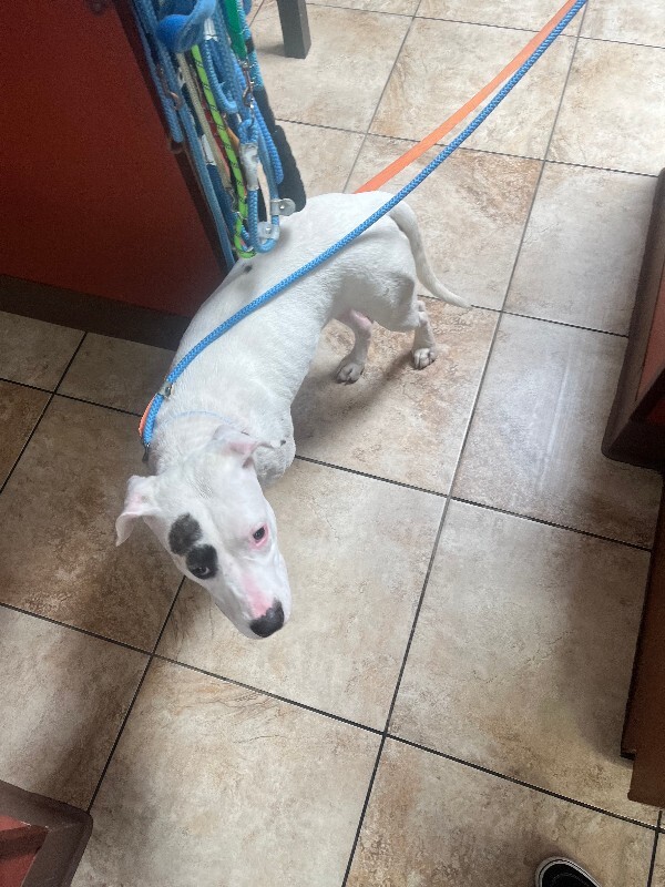 Help Rehome This Dog Hailey Bieber