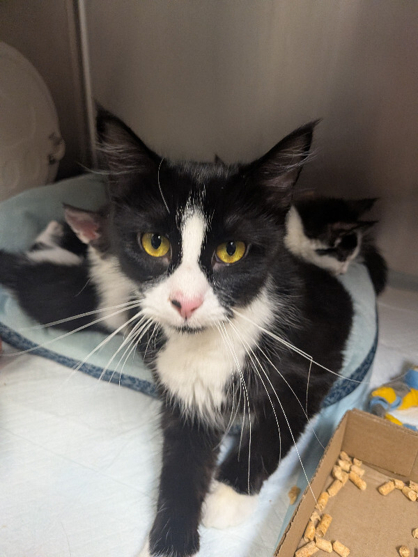 Help Rehome This Cat Fluffy