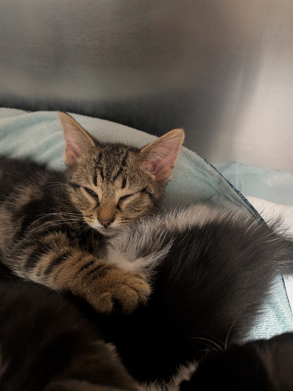 Help Rehome This Cat Tiger