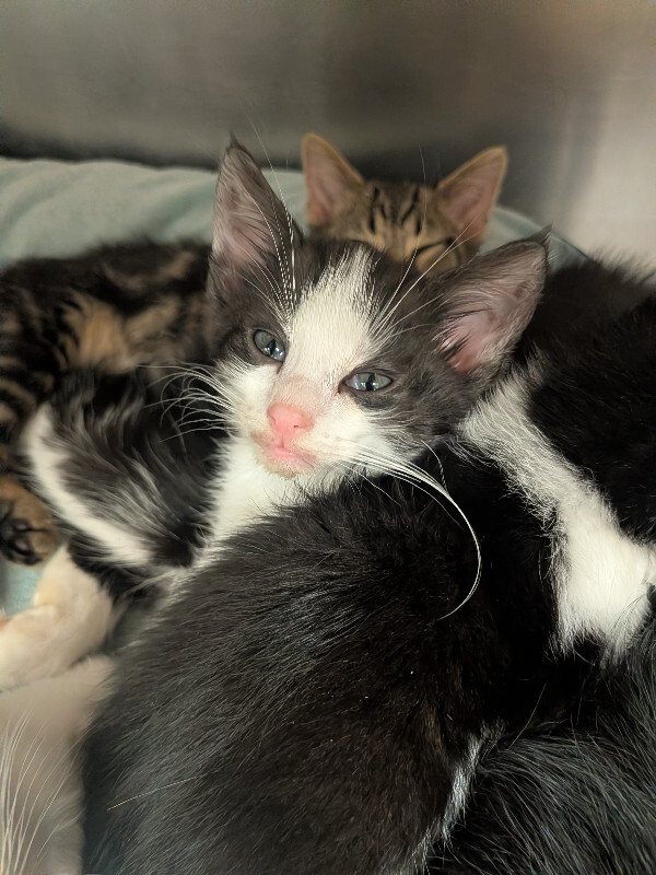 Help Rehome This Cat Ellie