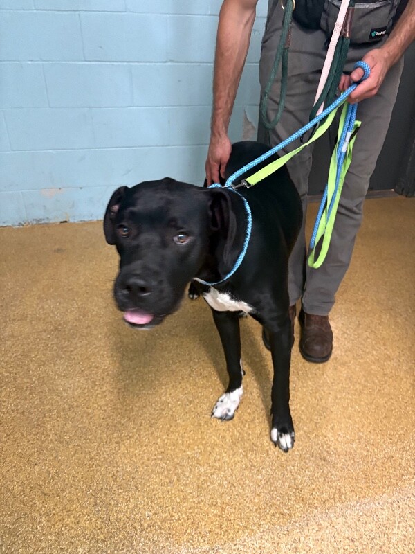 Help Rehome This Dog Brutus