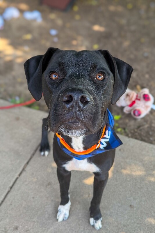 Brutus - Dog