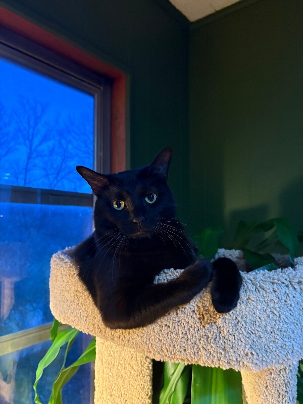 View Grimm the Cat Photo #3