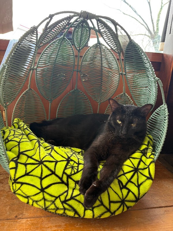 View Grimm the Cat Photo #2