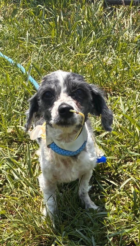 Learn More About Molly Molly - Dog