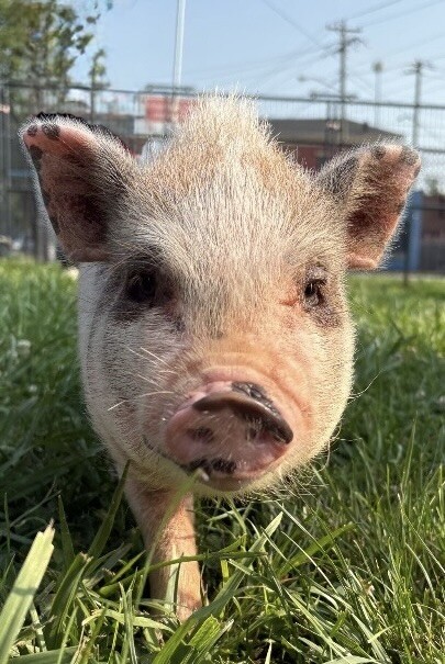 Wilbur - Pig