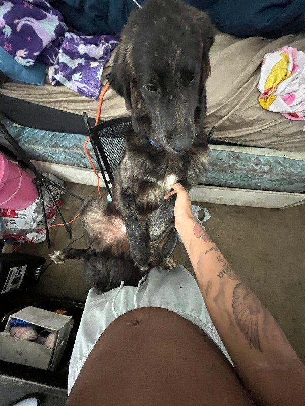 Help Rehome This Dog Shadow