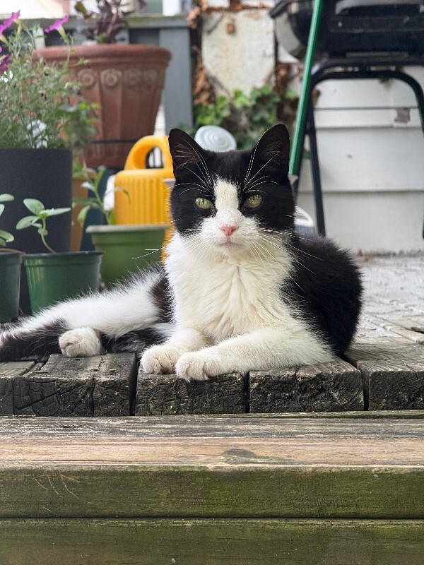Help Rehome This Cat Unknown