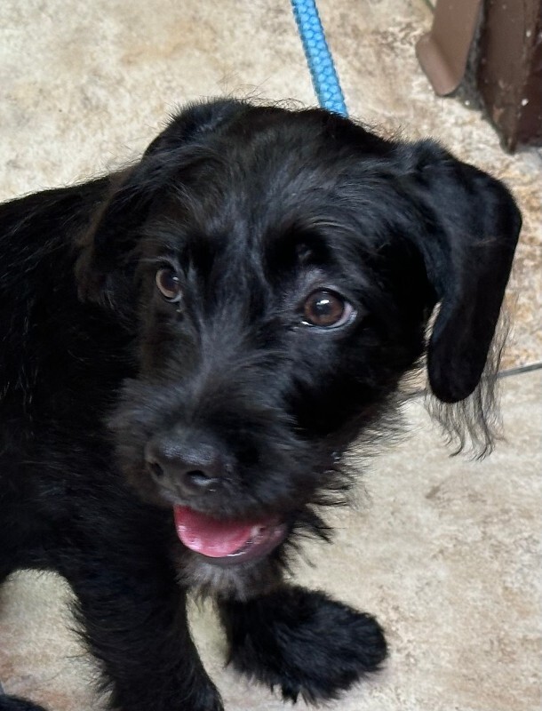 Help Rehome This Dog Trina