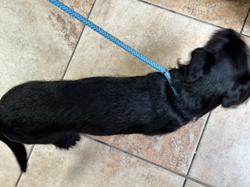 View Trina the Dog Photo #3