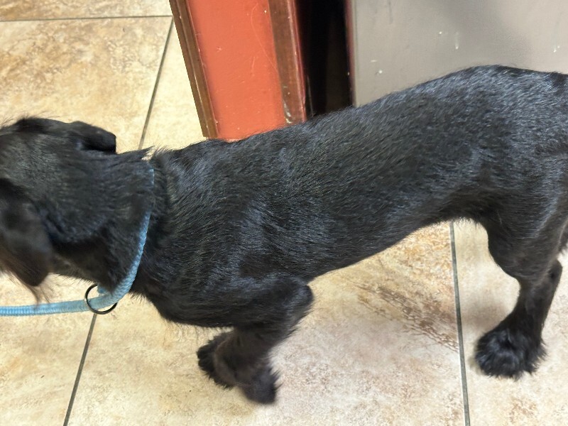 View Trina the Dog Photo #4