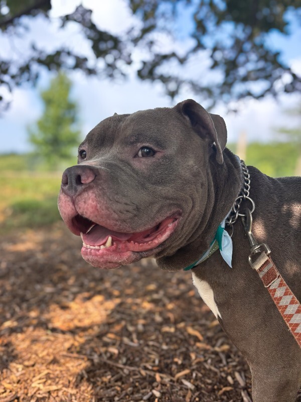 Learn More About Tucker Tucker - Dog