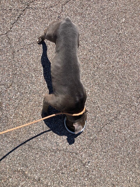 View Tucker the Dog Photo #2
