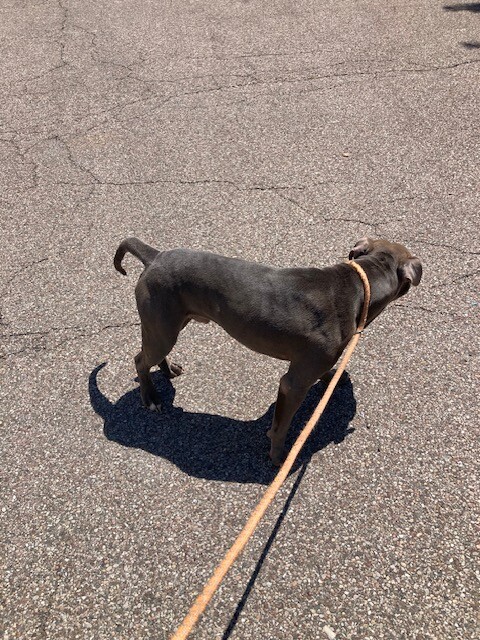 View Tucker the Dog Photo #4