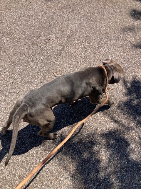 View Tucker the Dog Photo #5