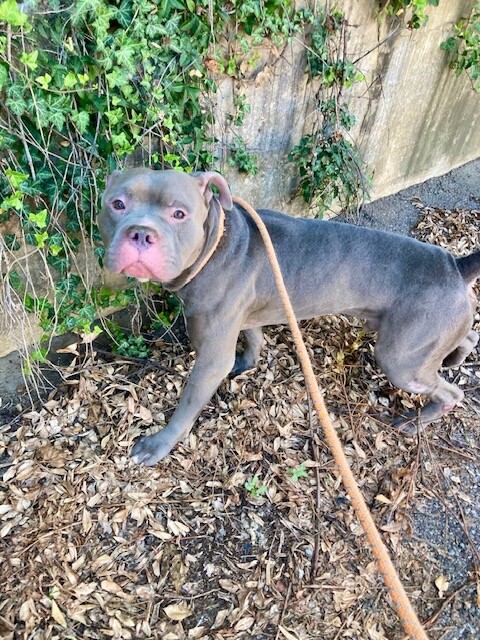 Help Rehome This Dog Tucker