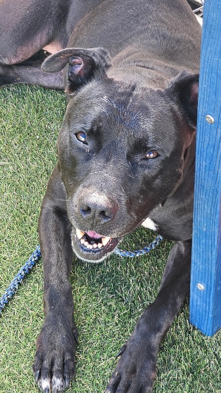View Zora the Dog Photo #9