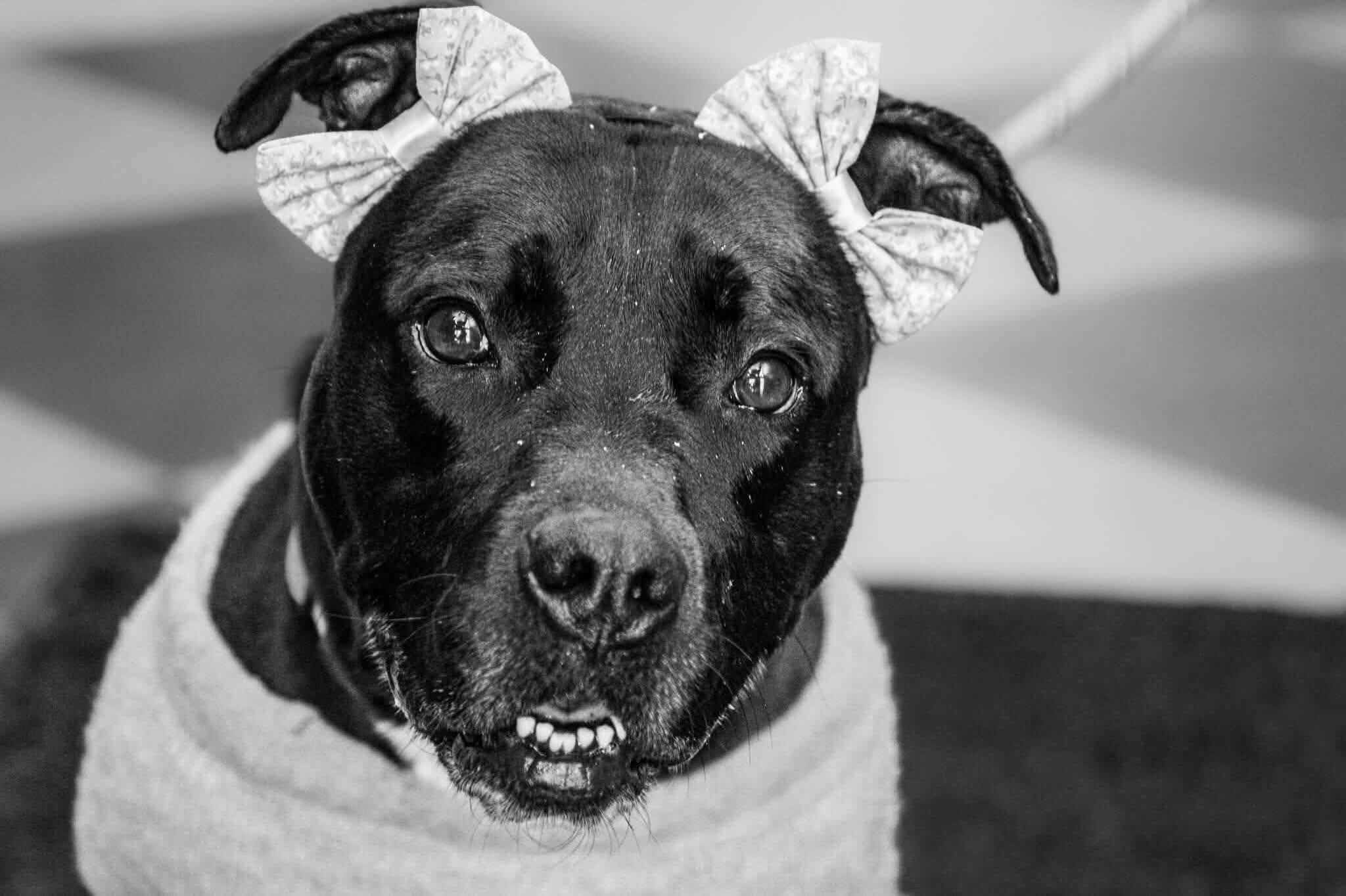 View Zora the Dog Photo #10