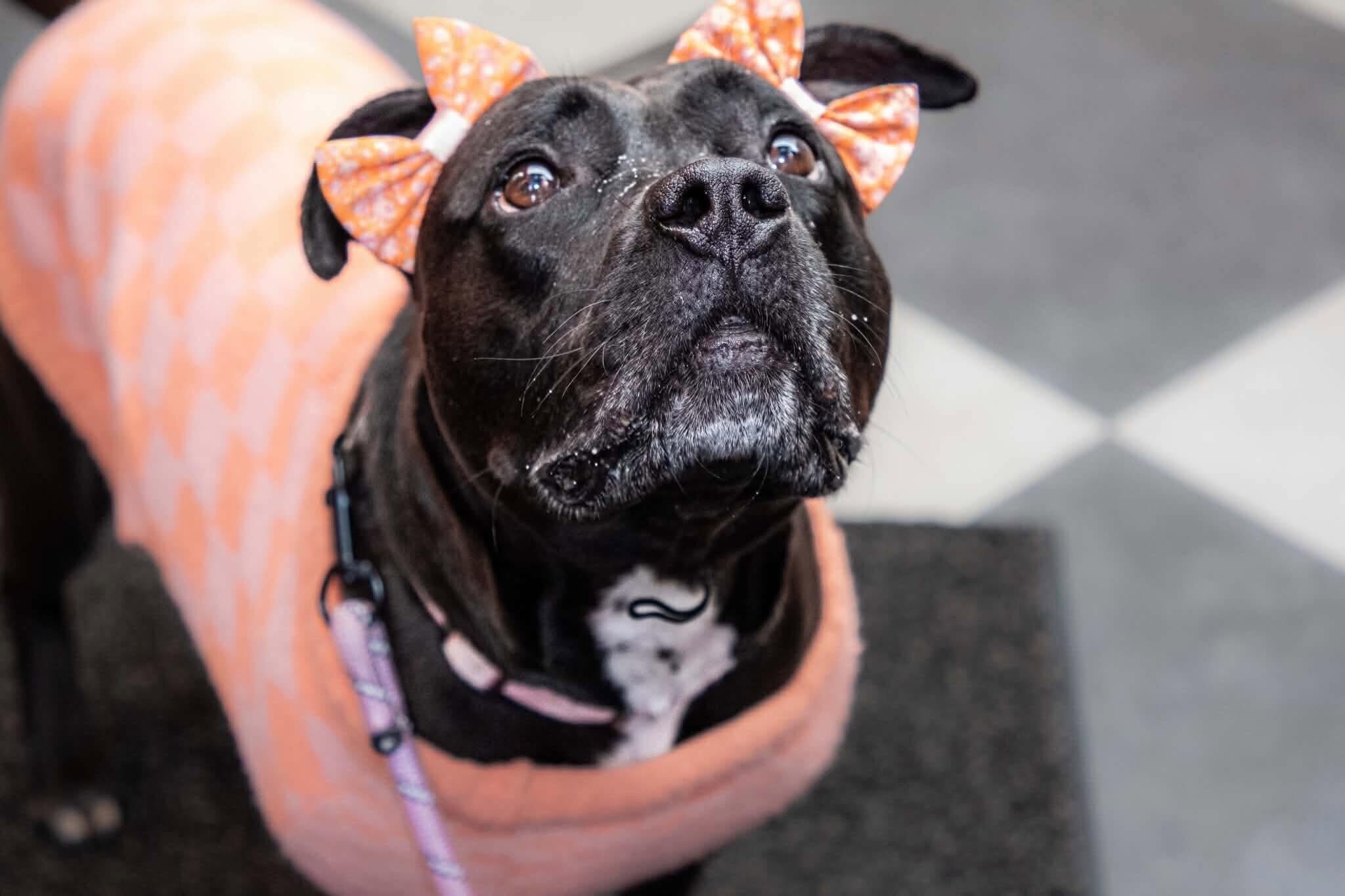 View Zora the Dog Photo #11