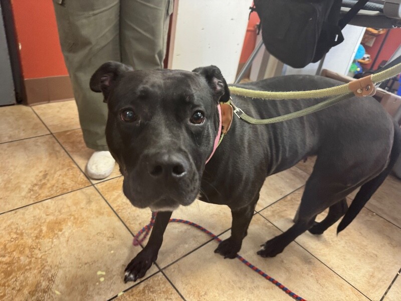 Learn More About Zora Zora - Dog