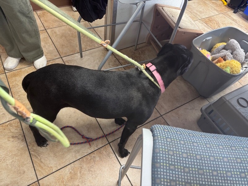 View Zora the Dog Photo #3