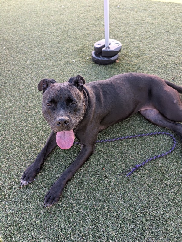 View Zora the Dog Photo #7