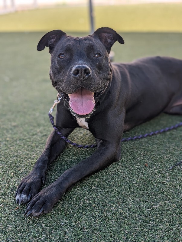 View Zora the Dog Photo #8