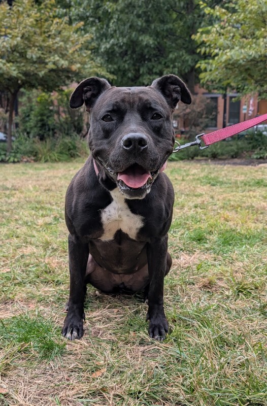 View Zora the Dog Photo #17