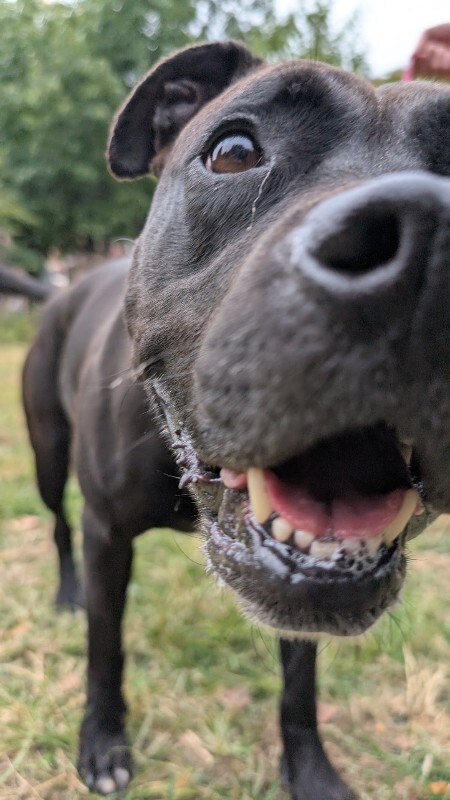View Zora the Dog Photo #16