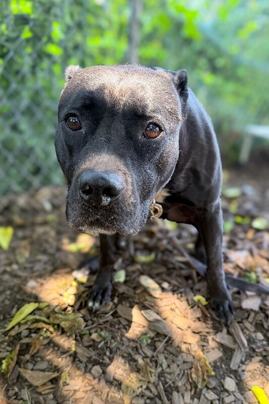 Zora - Dog