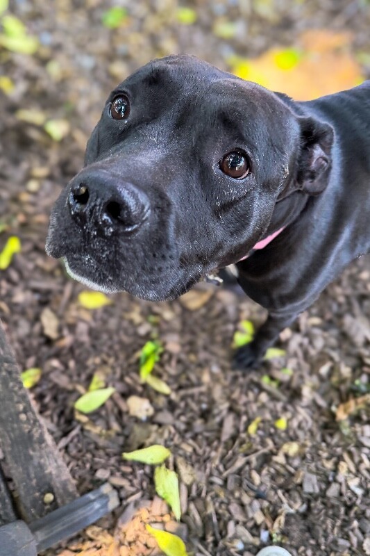 View Zora the Dog Photo #3