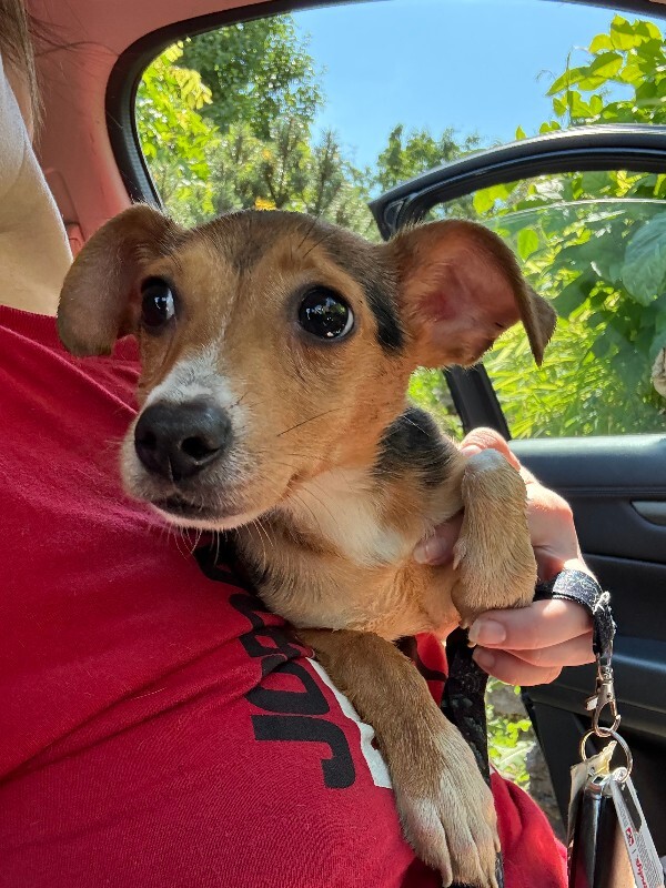 Help Rehome This Dog Unknown