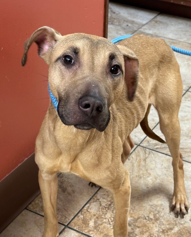 Learn More About Ruby Ruby - Dog