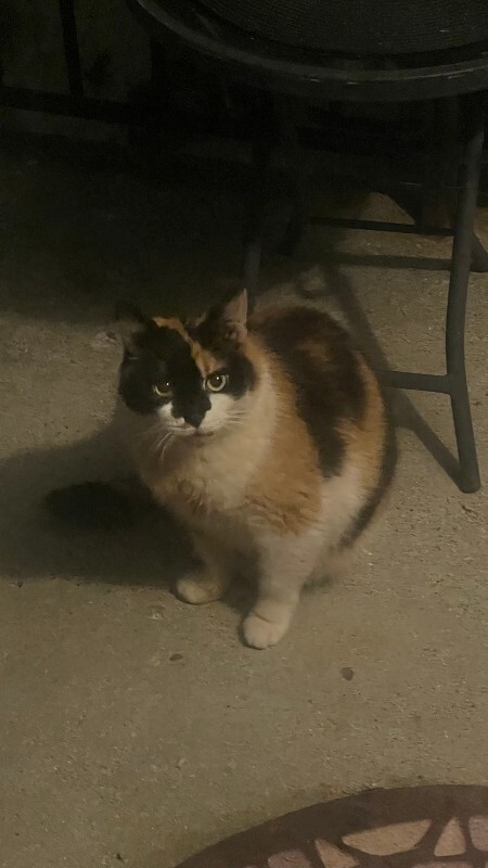 Help Rehome This Cat Unknown