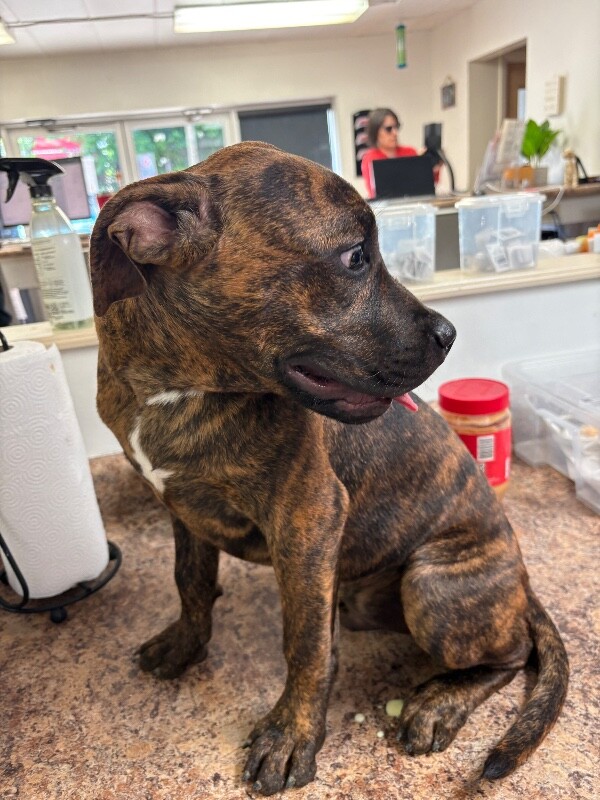 View Bronson the Dog Photo #2