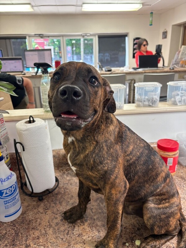 Learn More About Bronson Bronson - Dog
