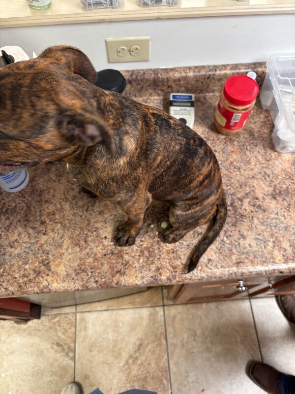 View Bronson the Dog Photo #3