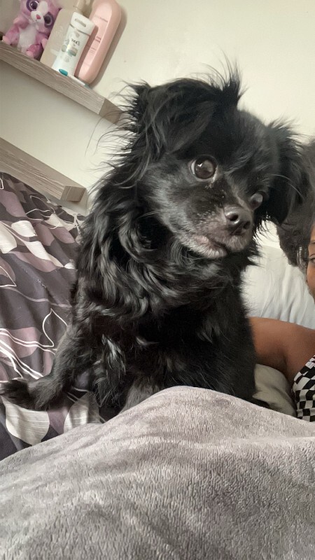 Help Rehome This Dog Bella