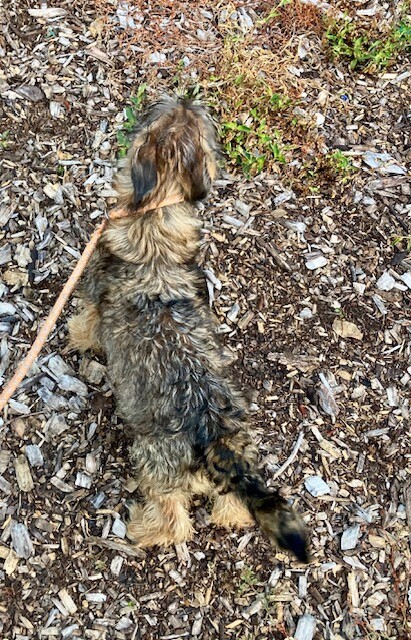 View Leonard the Dog Photo #2