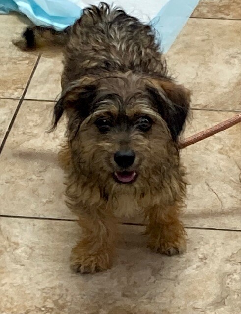 Leonard - Dog