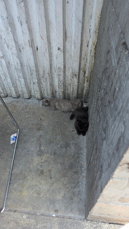 Help Rehome This Cat Unknown