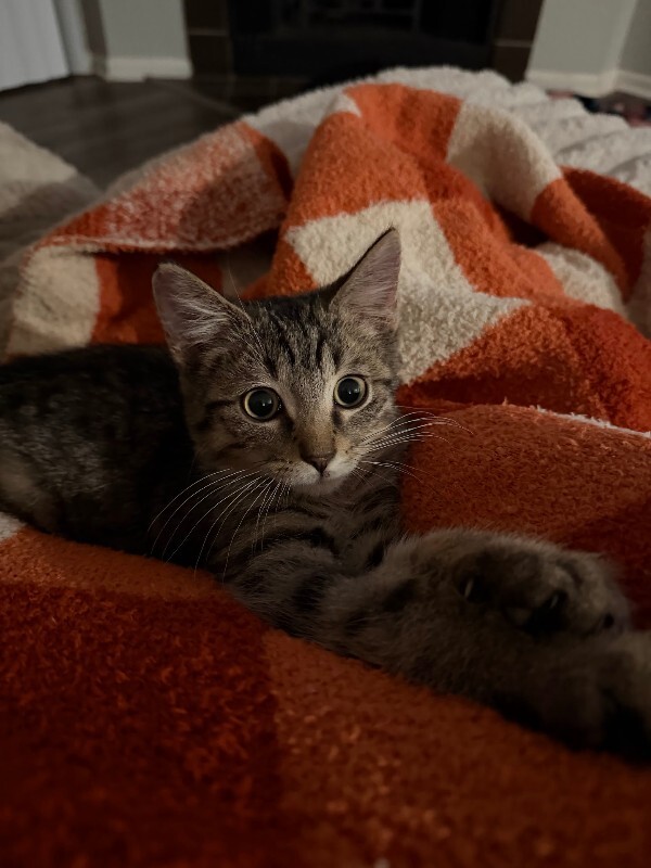 View Scott the Cat Photo #2