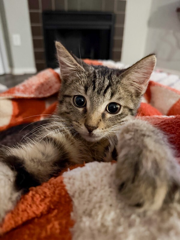 Scott - Cat