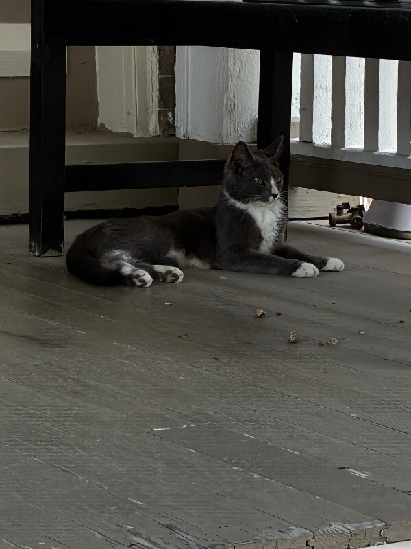 Help Rehome This Cat Unknown